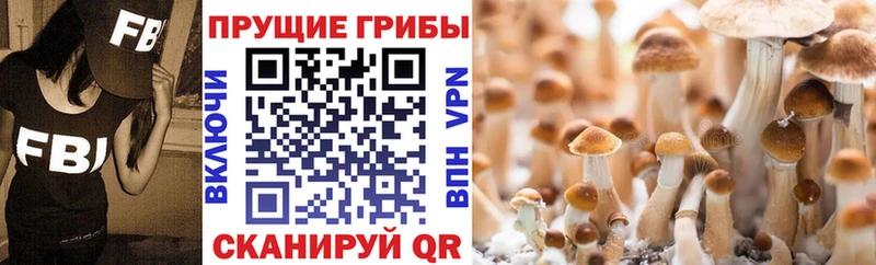 Купить закладки  Осташков  Галлюциногенные грибы GOLDEN TEACHER 